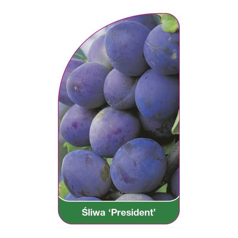 sliwa-president-1