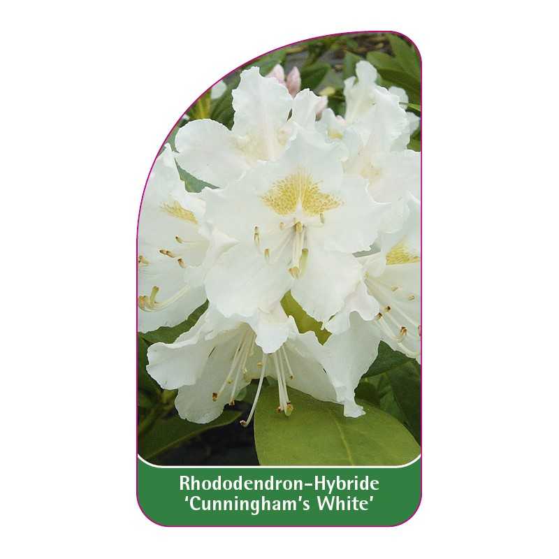 rhododendron-cunningham-s-white-1