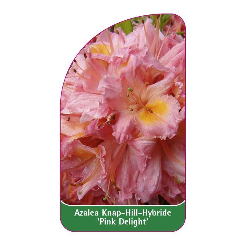 azalea-pink-delight-1