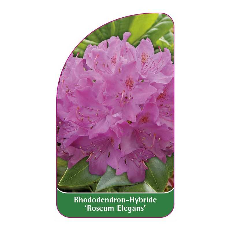 rhododendron-roseum-elegans-1