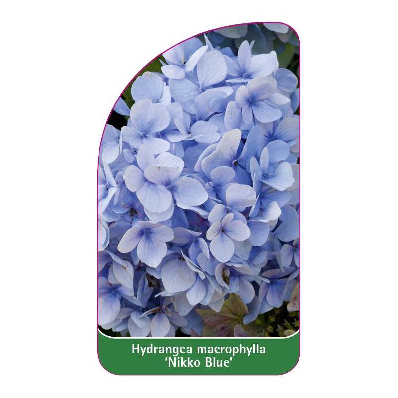 hydrangea-macrophylla-nikko-blue-1