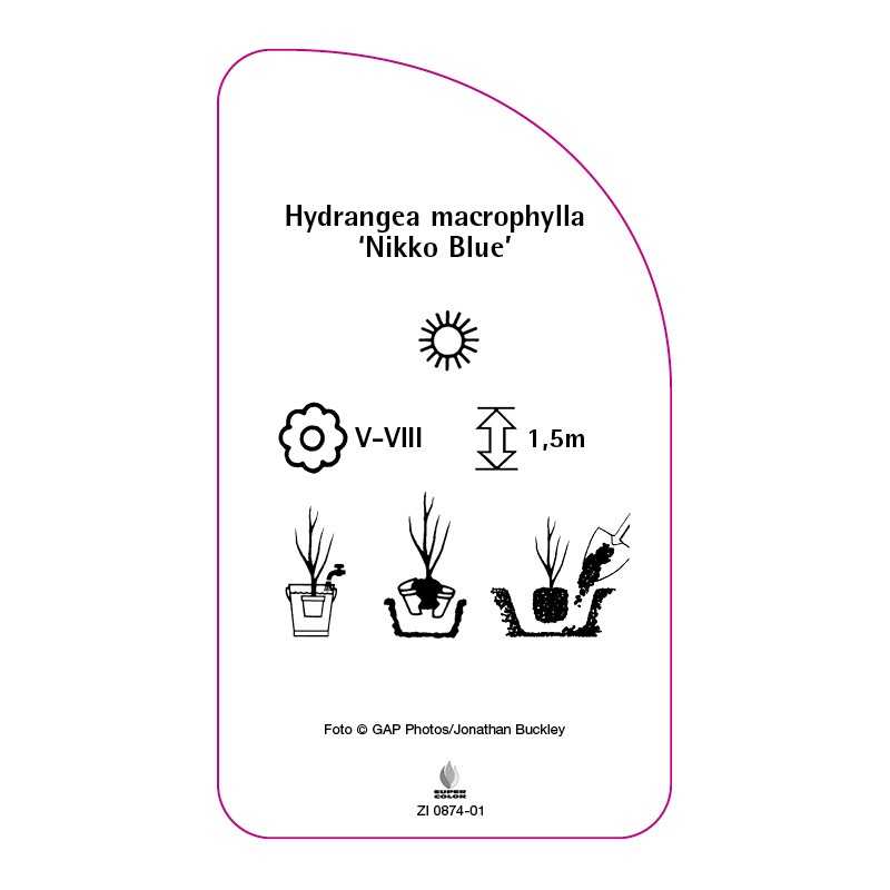 hydrangea-macrophylla-nikko-blue-0