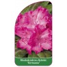 rhododendron-germania-1