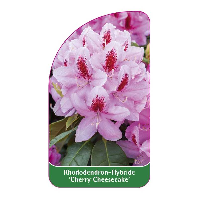 rhododendron-cherry-cheesecake-1