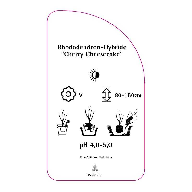 rhododendron-cherry-cheesecake-0