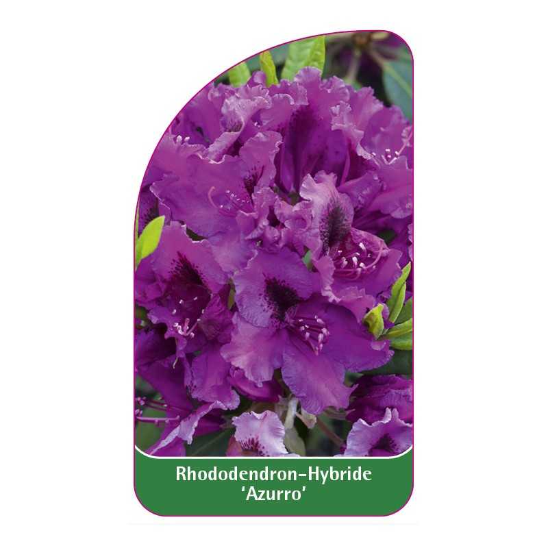 rhododendron-azurro-1