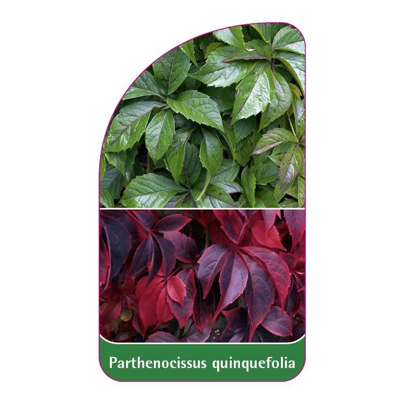 parthenocissus-quinquefolia-standard1
