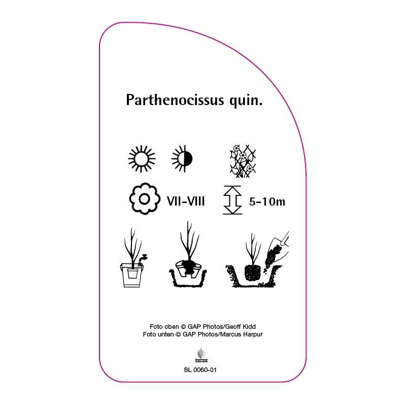 parthenocissus-quinquefolia-standard0