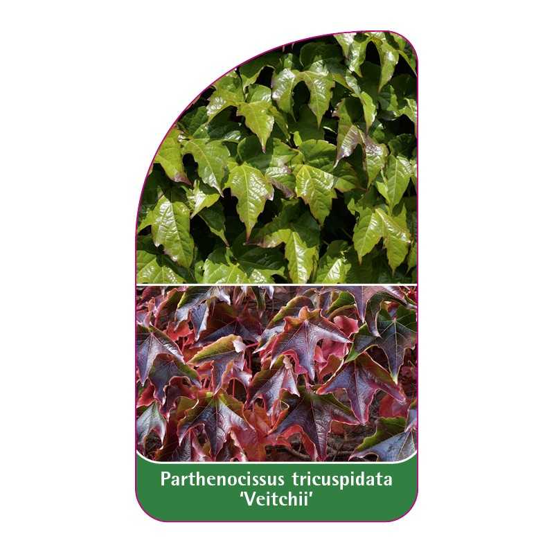 parthenocissus-tricuspidata-veitchii-1