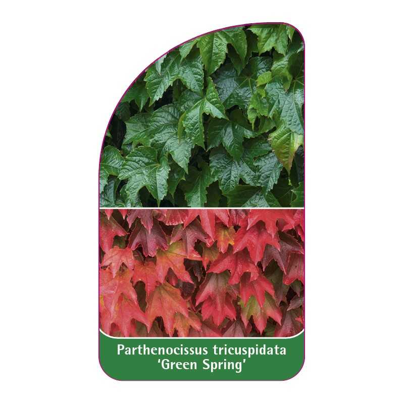 parthenocissus-tricuspidata-green-spring-1