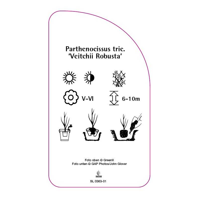 parthenocissus-tricuspidata-veitchii-robusta-0