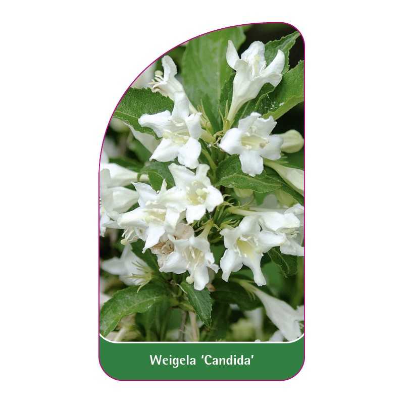 weigela-candida-1