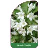 weigela-candida-1