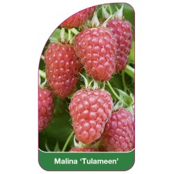 Malina 'Tulameen'