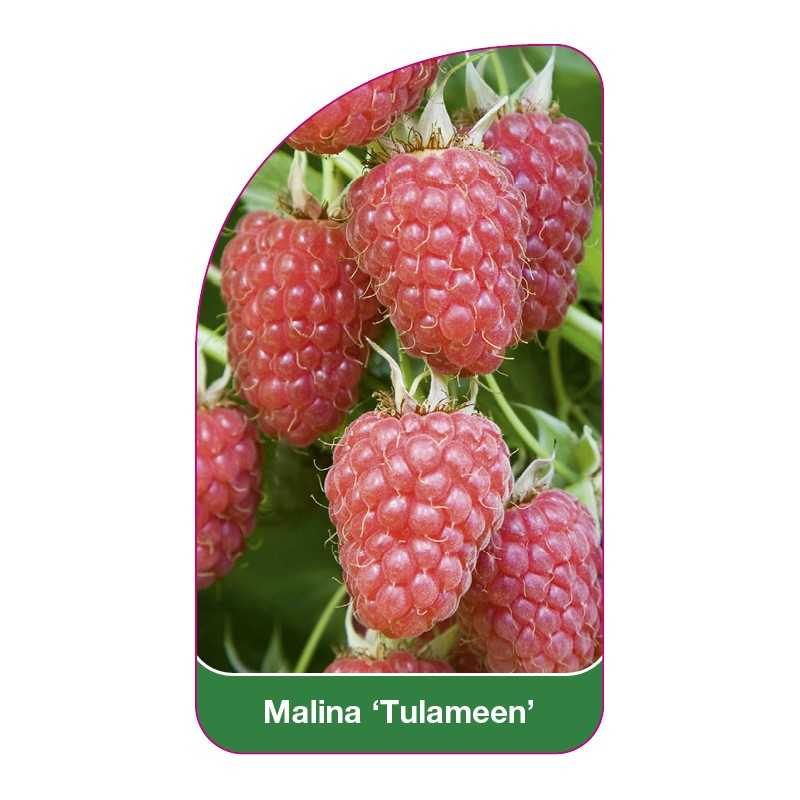 malina-tulameen-1