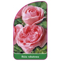 Róża rabatowa 101 B