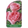 roza-rabatowa-101-b1