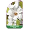 magnolia-loebneri-merrill-1