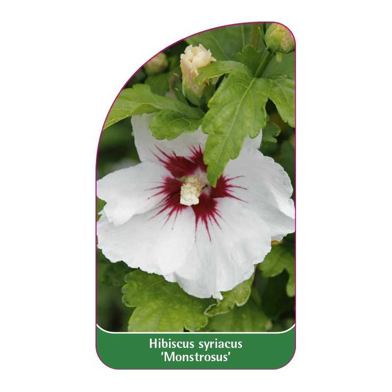 hibiscus-syriacus-monstrosus-1