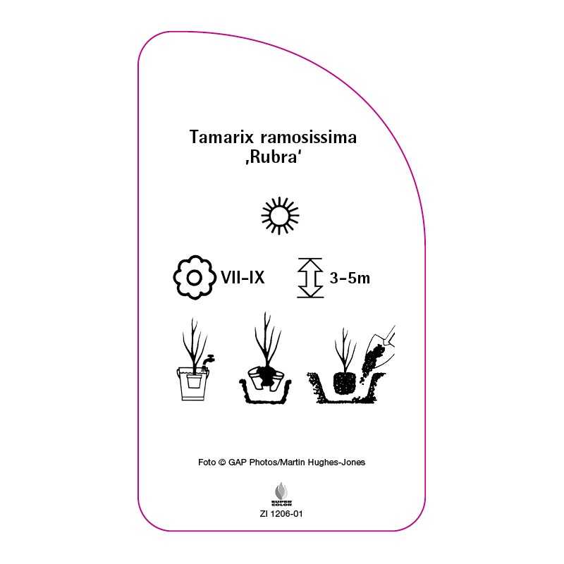 tamarix-ramosissima-rubra-0