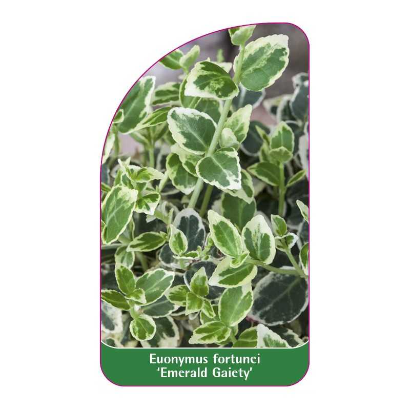 euonymus-fortunei-emerald-gaiety-a1