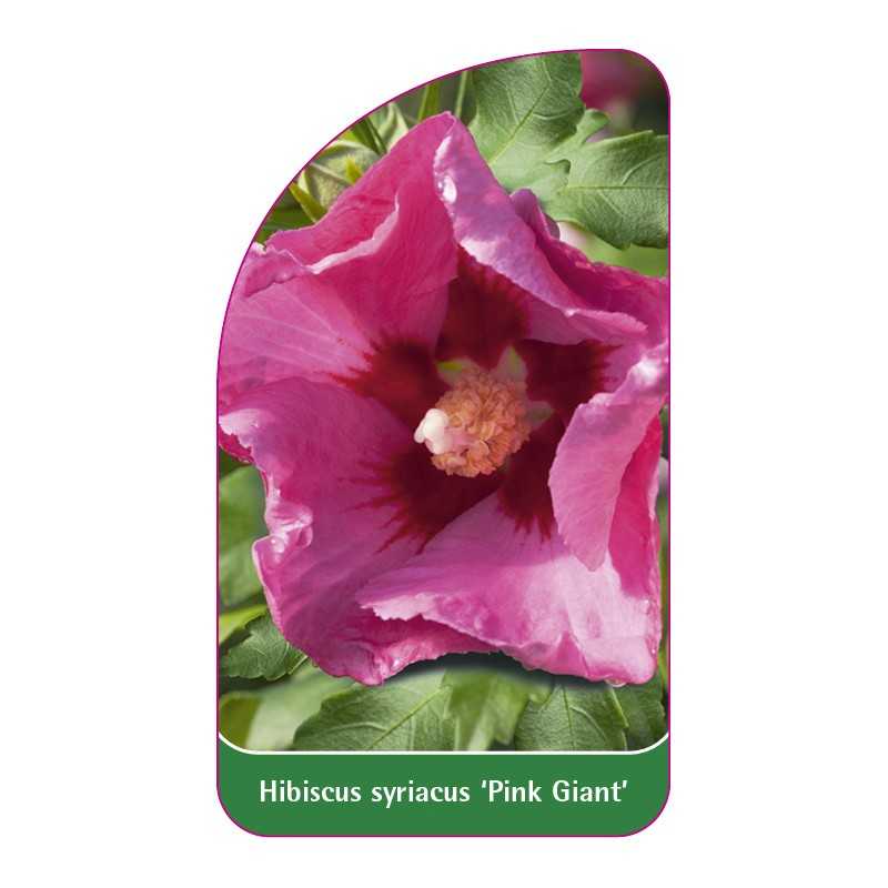 hibiscus-syriacus-pink-giant-b1