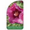 hibiscus-syriacus-pink-giant-b1