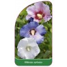 hibiscus-syriacus-tricolor1