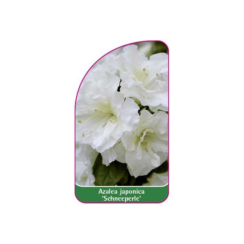 azalea-japonica-schneeperle-1