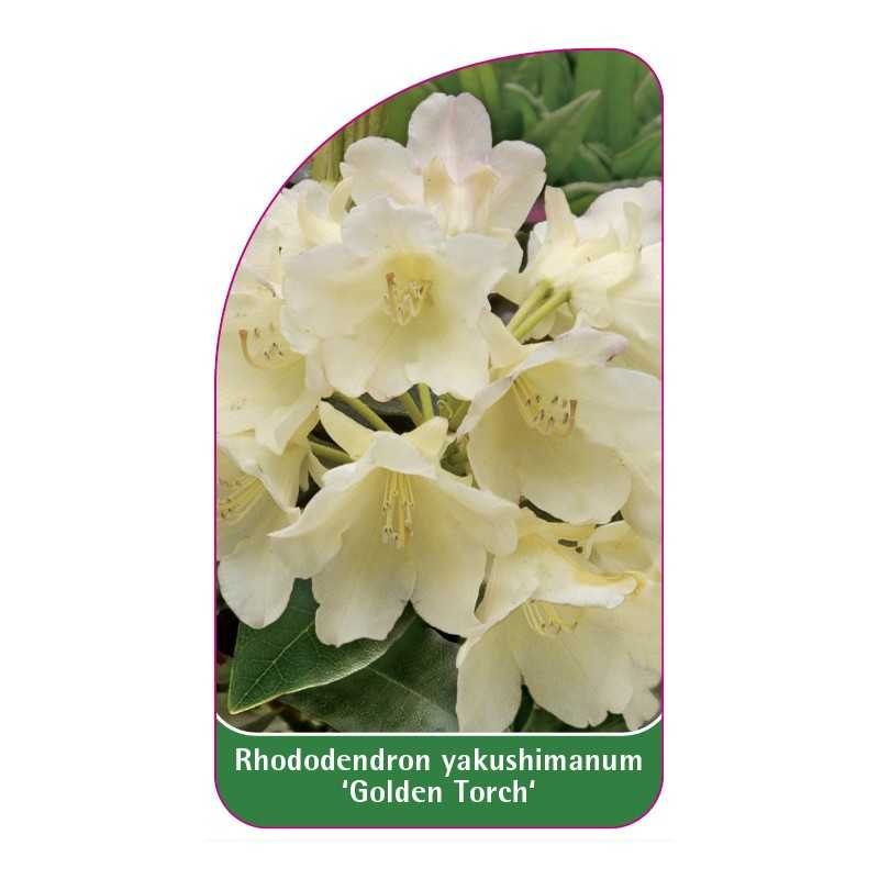 rhododendron-yakushimanum-golden-torch-a1