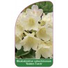 rhododendron-yakushimanum-golden-torch-a1