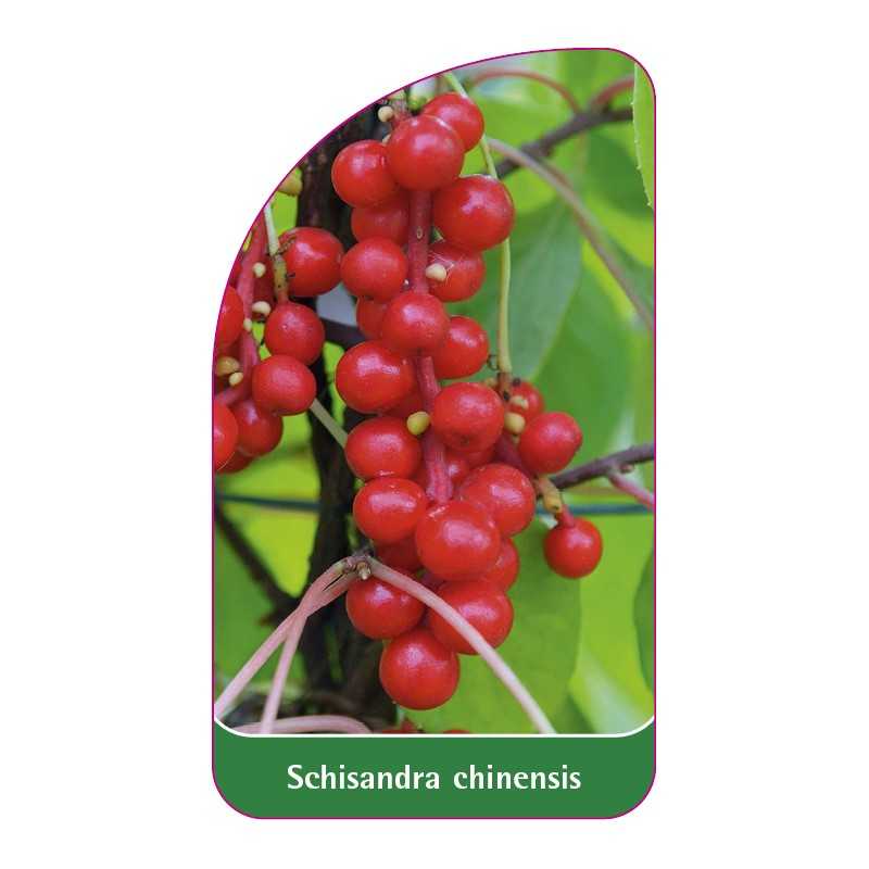 schisandra-chinensis-b1