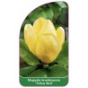 magnolia-brooklynensis-yellow-bird-1