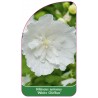 hibiscus-syriacus-white-chiffon-1
