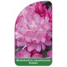 rhododendron-yakushimanum-kalinka-1