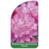 rhododendron-yakushimanum-kalinka-b1