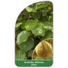 actinidia-deliciosa-atlas-1