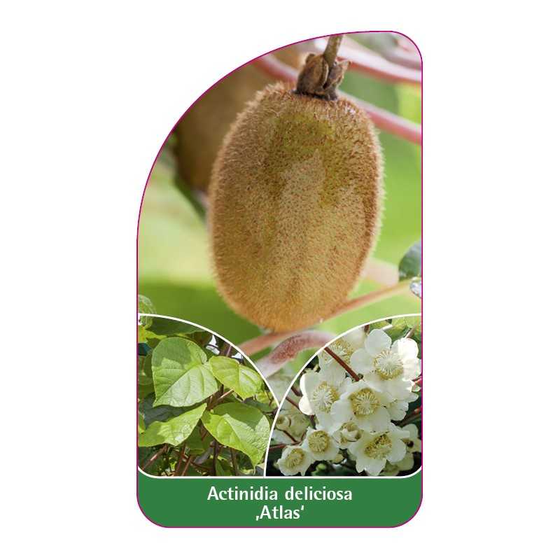 actinidia-deliciosa-atlas-b1