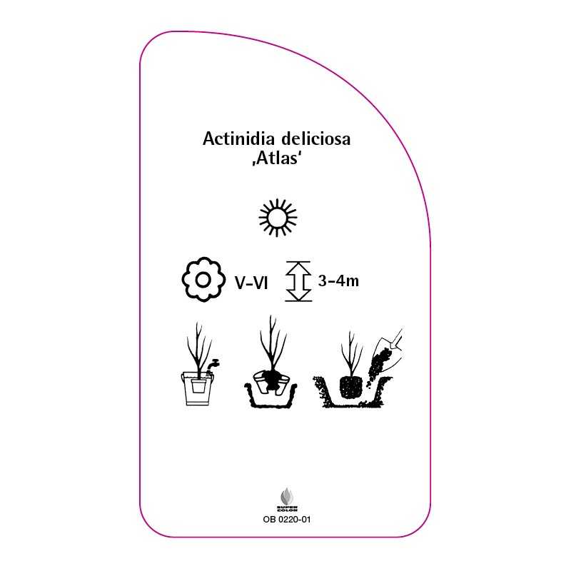 actinidia-deliciosa-atlas-b0