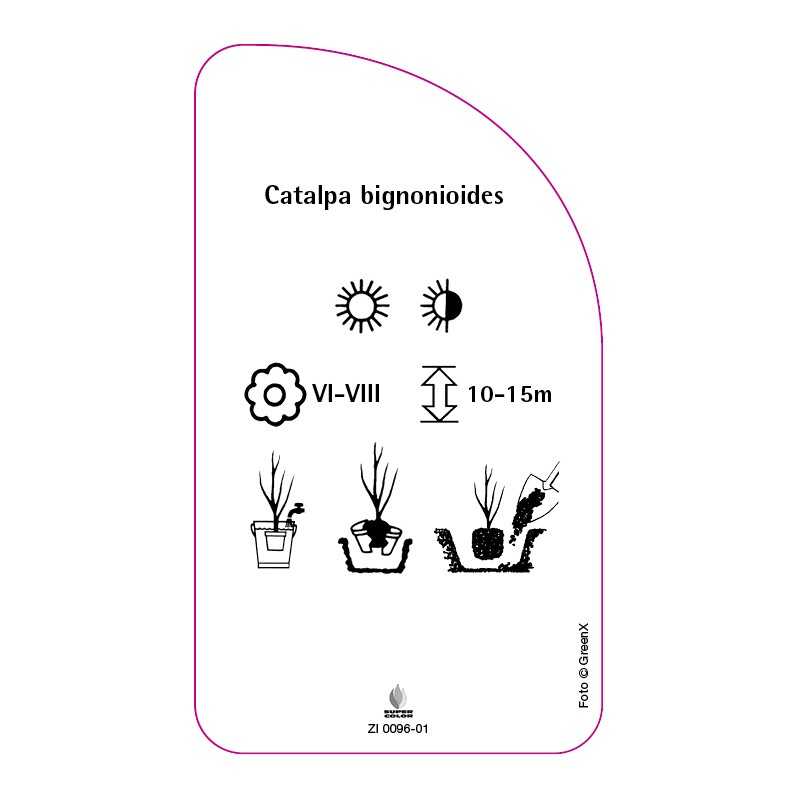 catalpa-bignonioides-a0