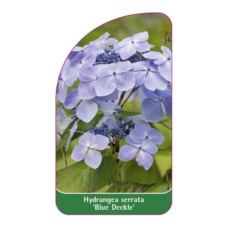 hydrangea-serrata-blue-deckle-1