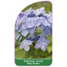 hydrangea-serrata-blue-deckle-1