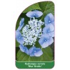 hydrangea-serrata-blue-deckle-b1
