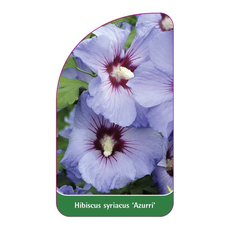 hibiscus-syriacus-azurri-1