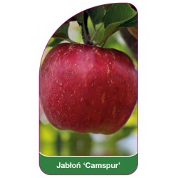 Jabłoń 'Camspur'