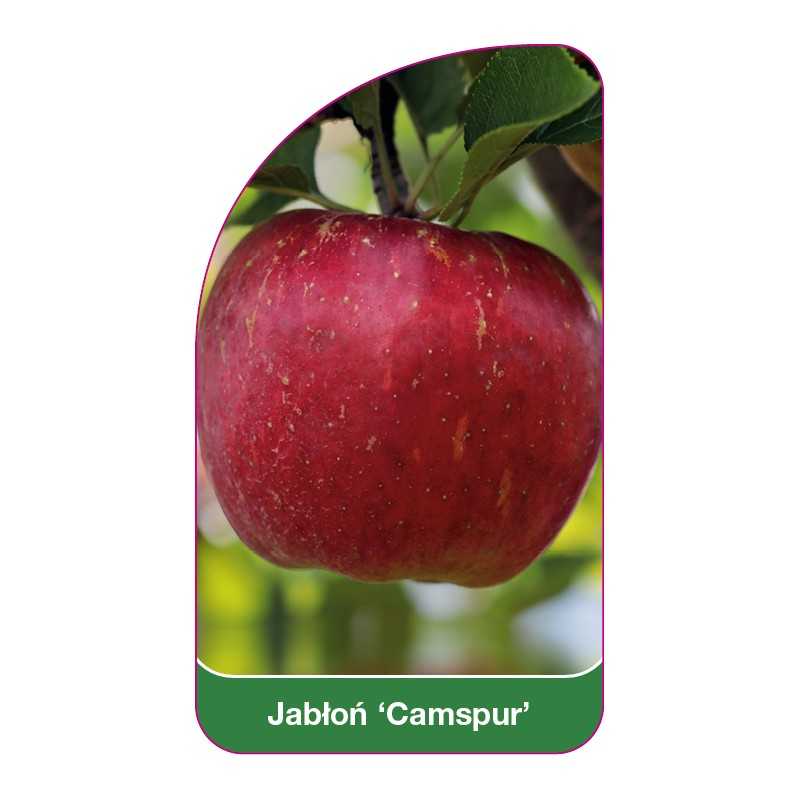jablon-camspur-1