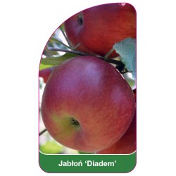 Jabłoń 'Diadem'