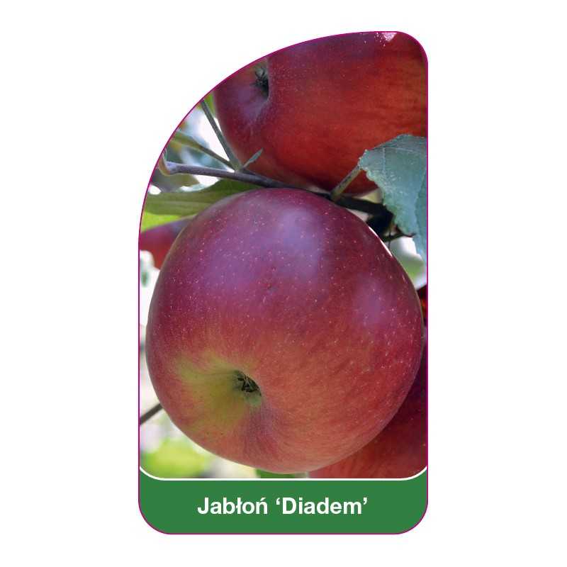 jablon-diadem-1