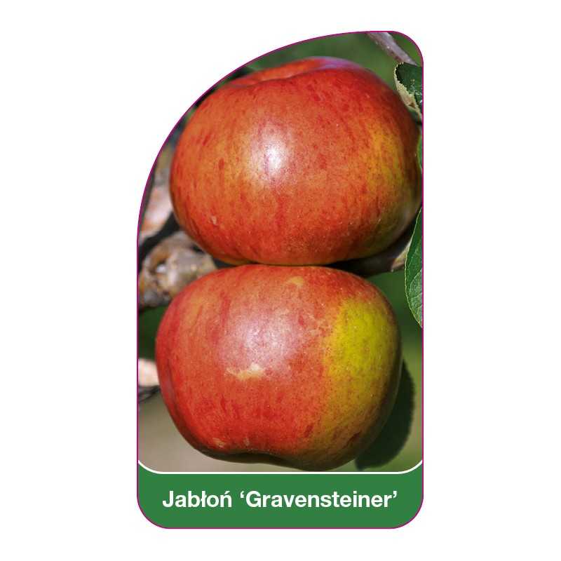 jablon-gravensteiner-1