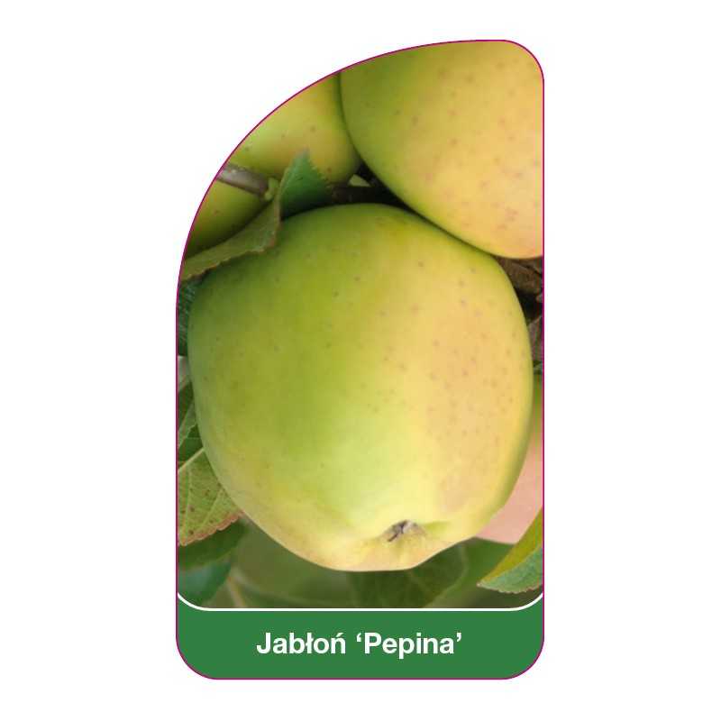 jablon-pepina-1